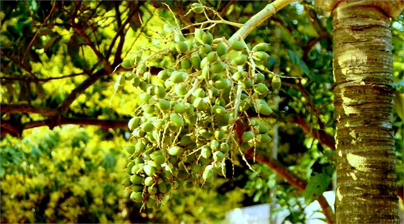 Giai điệu phóng khoáng